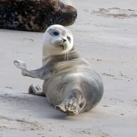 Διαμέρισμα Joli Face Et Plage, Grande Terrasse Panoramique, Plage, A 15km Du Touquet
